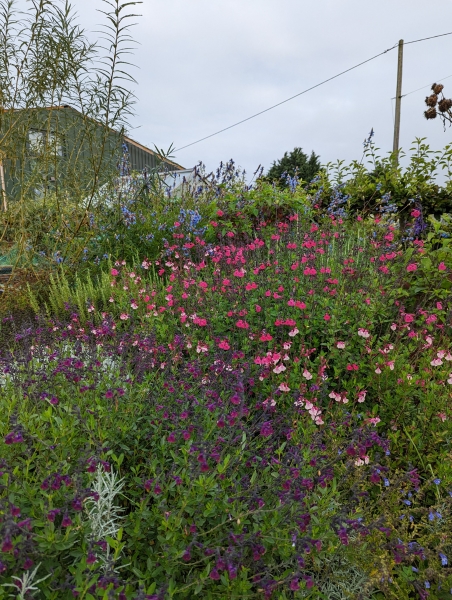 Glenholme Herbs